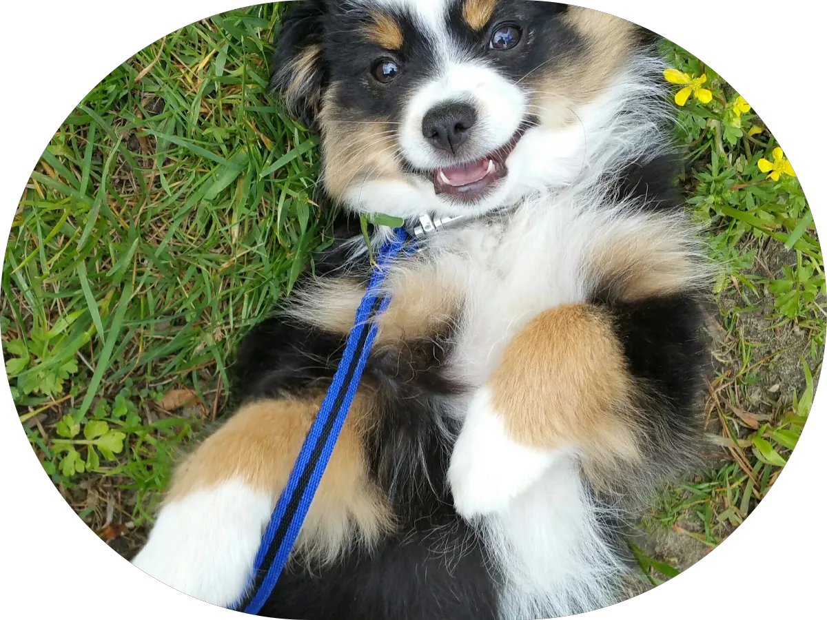 LJ's Pet Grooming & Services, llc photo 3