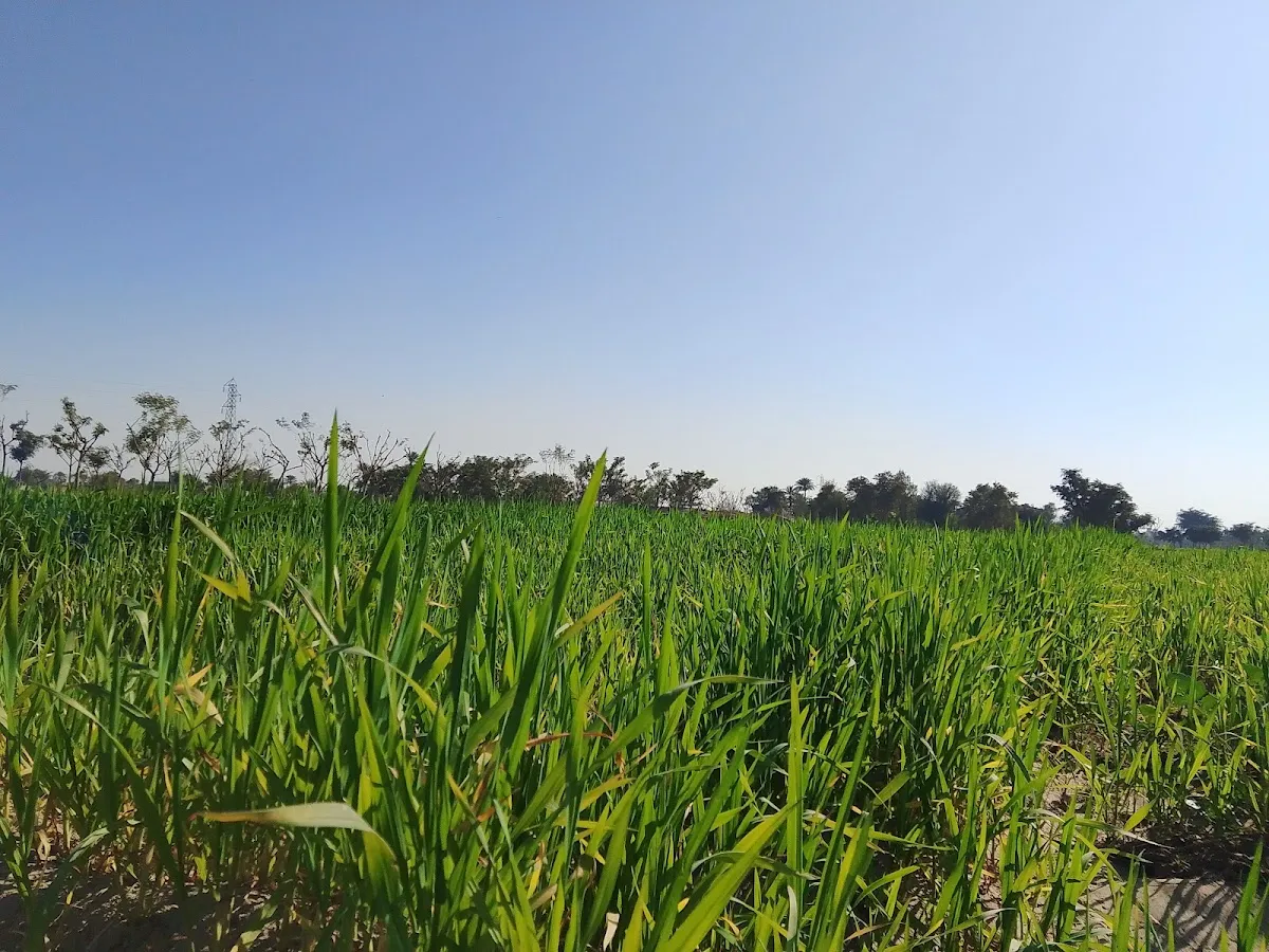 Lobando Images photo 5