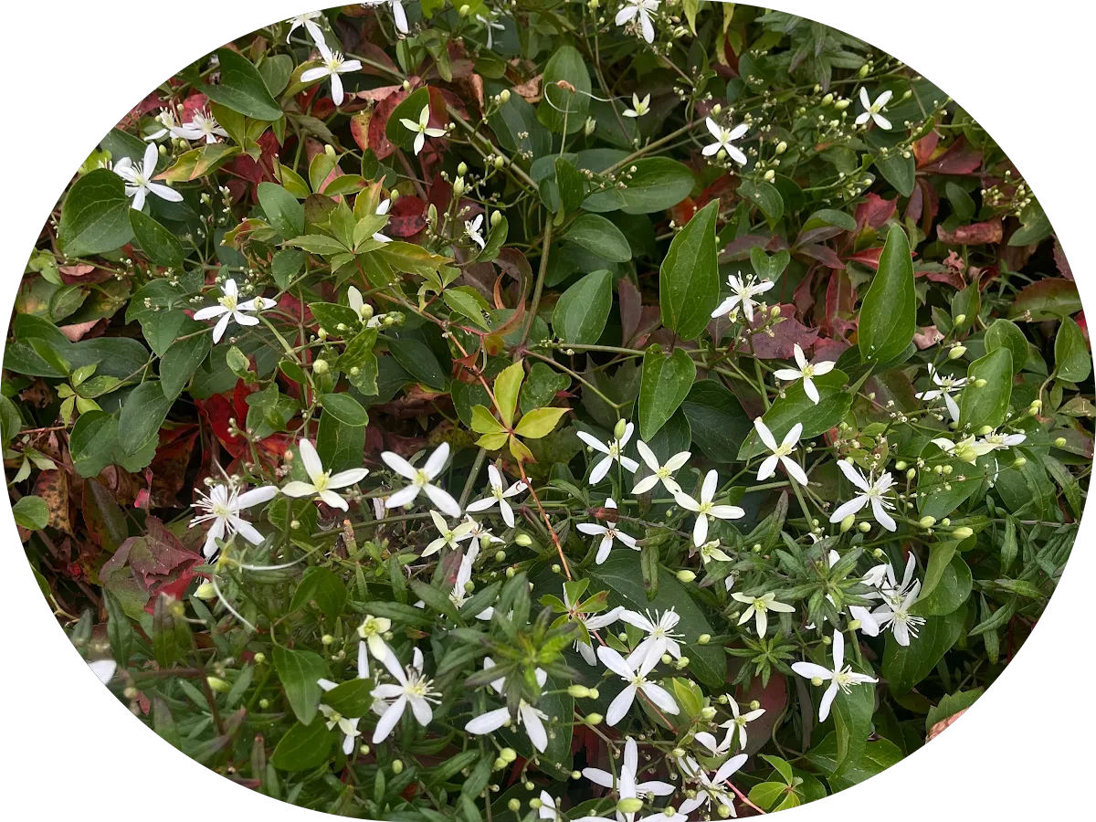 Lotus Psychotherapy, LLC photo 4