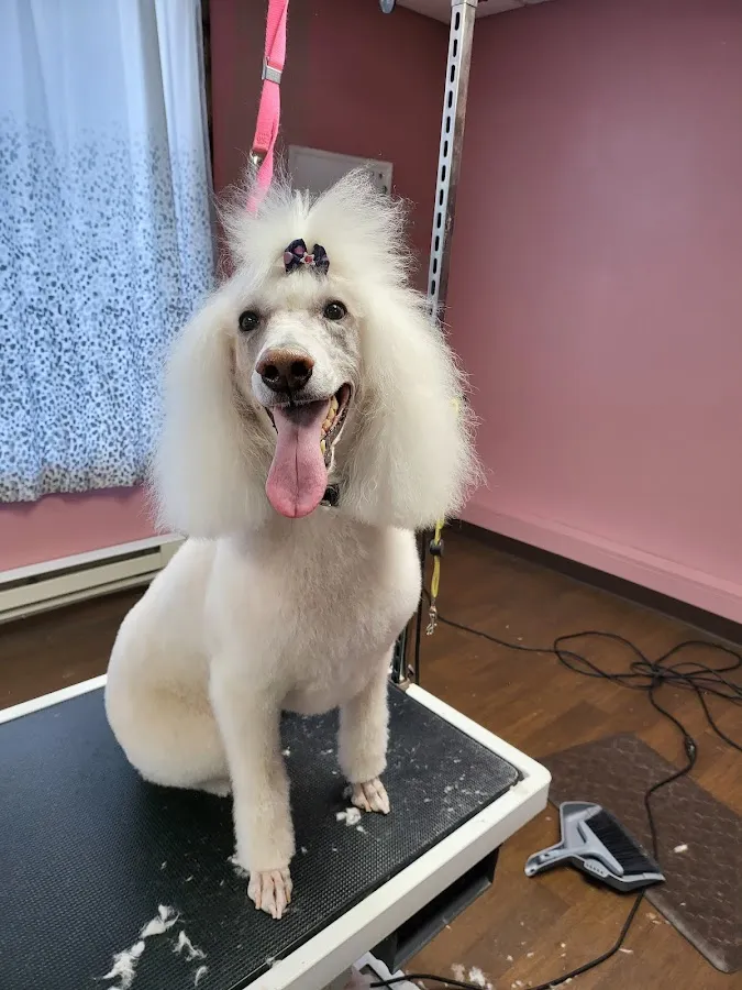 Luv This Puppa Pet Grooming photo 3