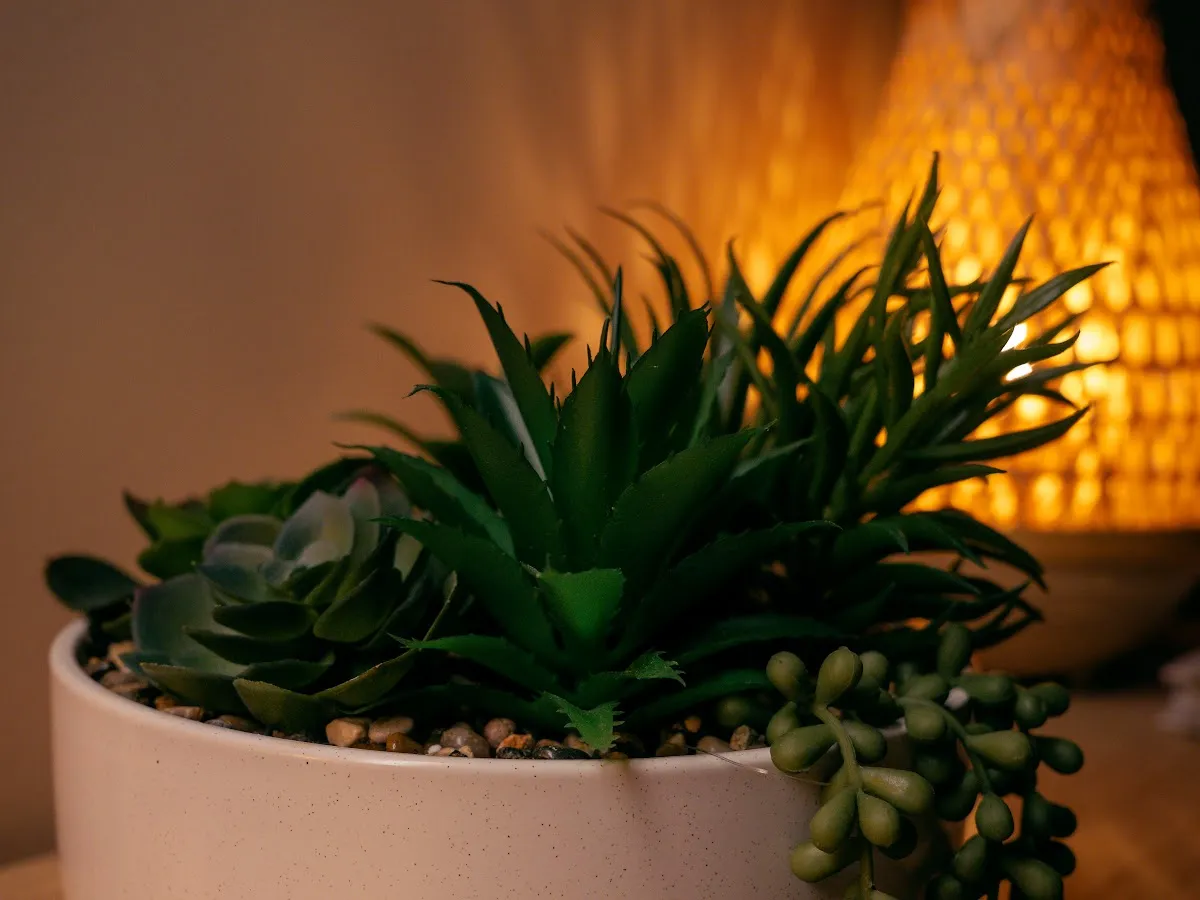 Lux Wellness massage & spa