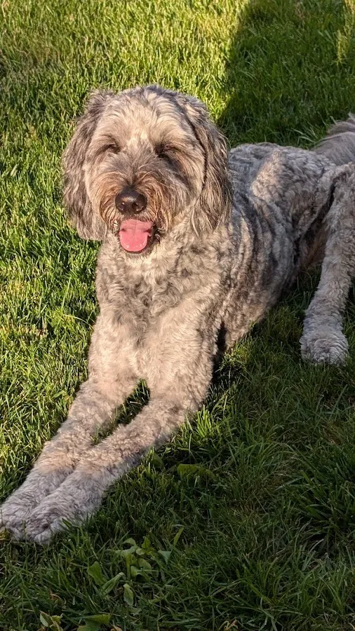 Luxe paws grooming LLC