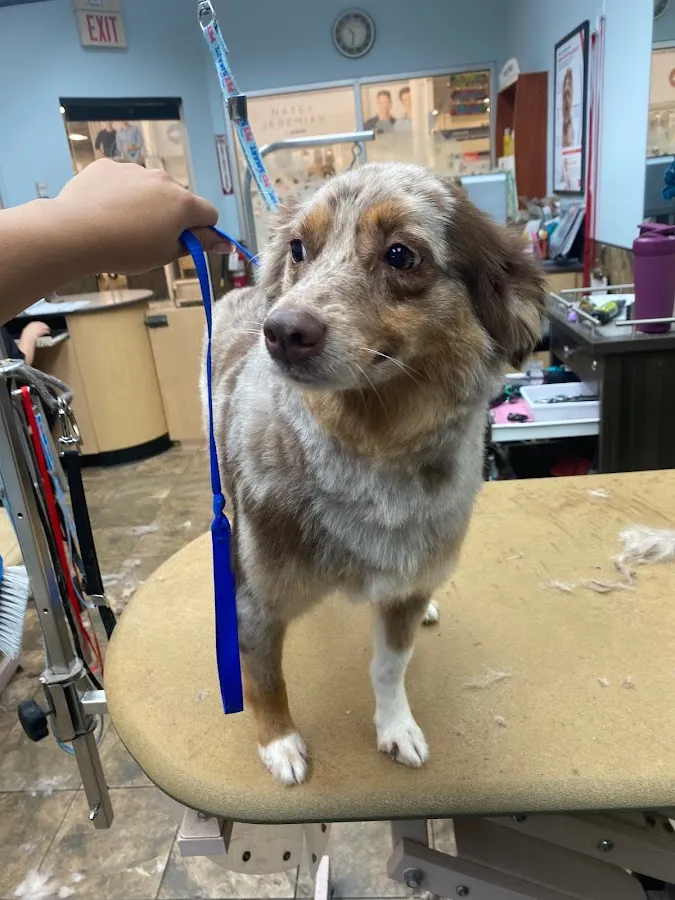 Luxury Pups LLC Mobile Grooming Spa photo 2