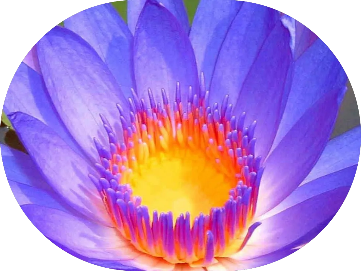 M.A. Lerza Tax & Accounting Services, LLC