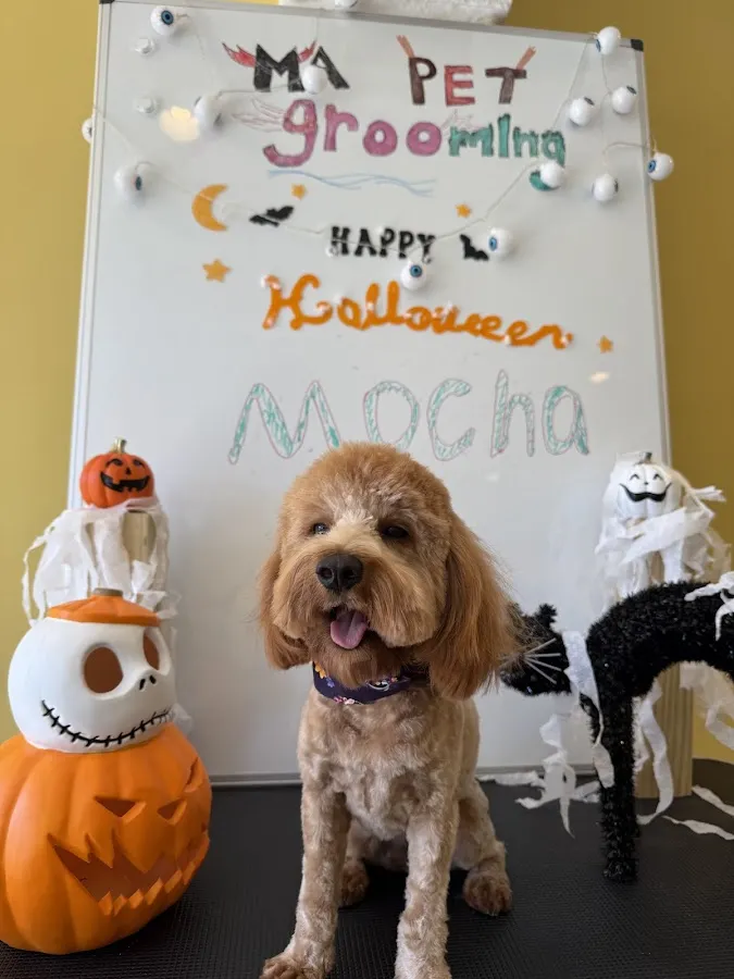 ma pet grooming