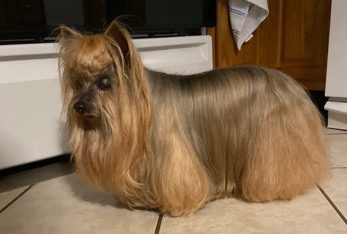 Mainland Veterinary Hospital