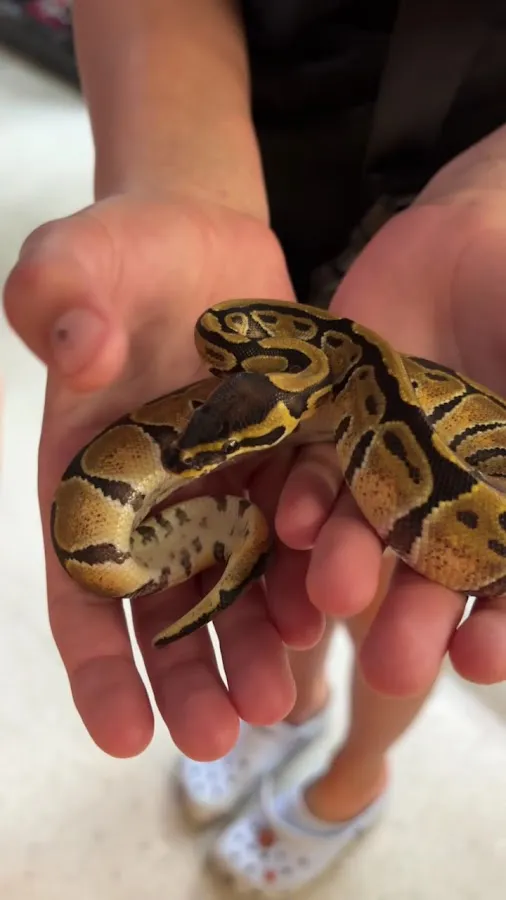 Major League Exotic Pets photo 3