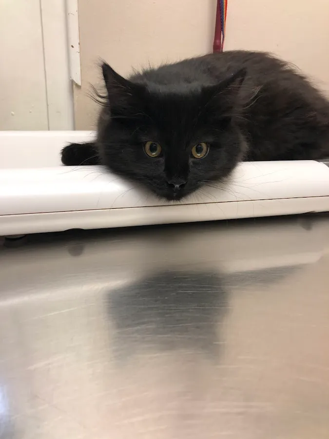 Marlton Animal Hospital