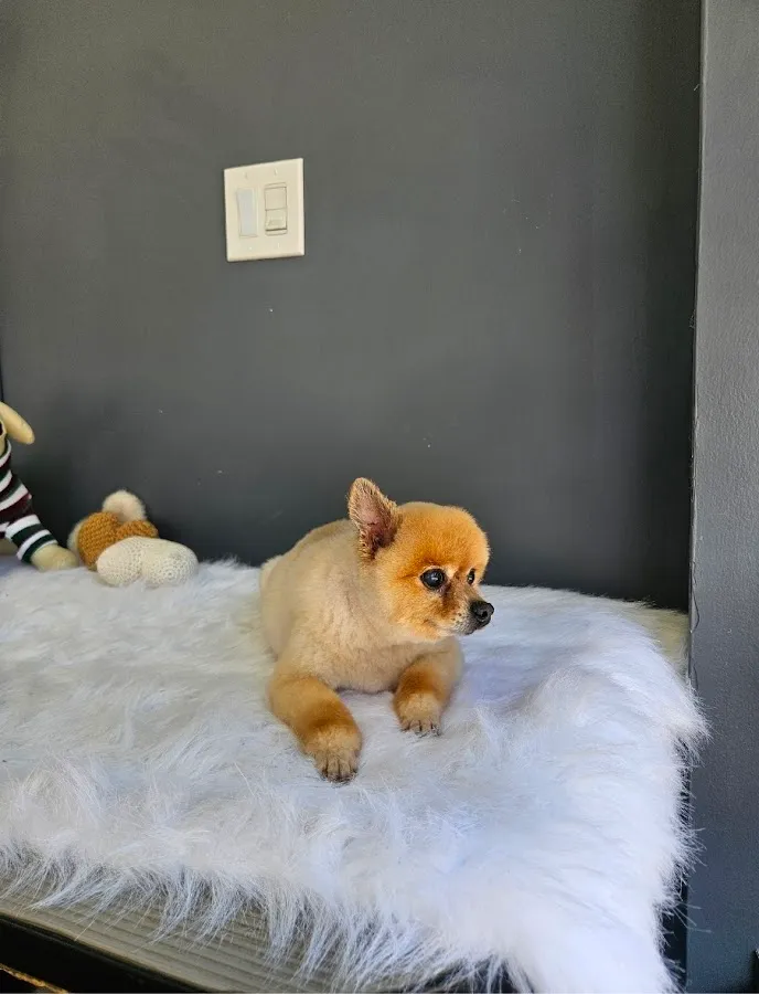 MARU Doggie Grooming photo 2