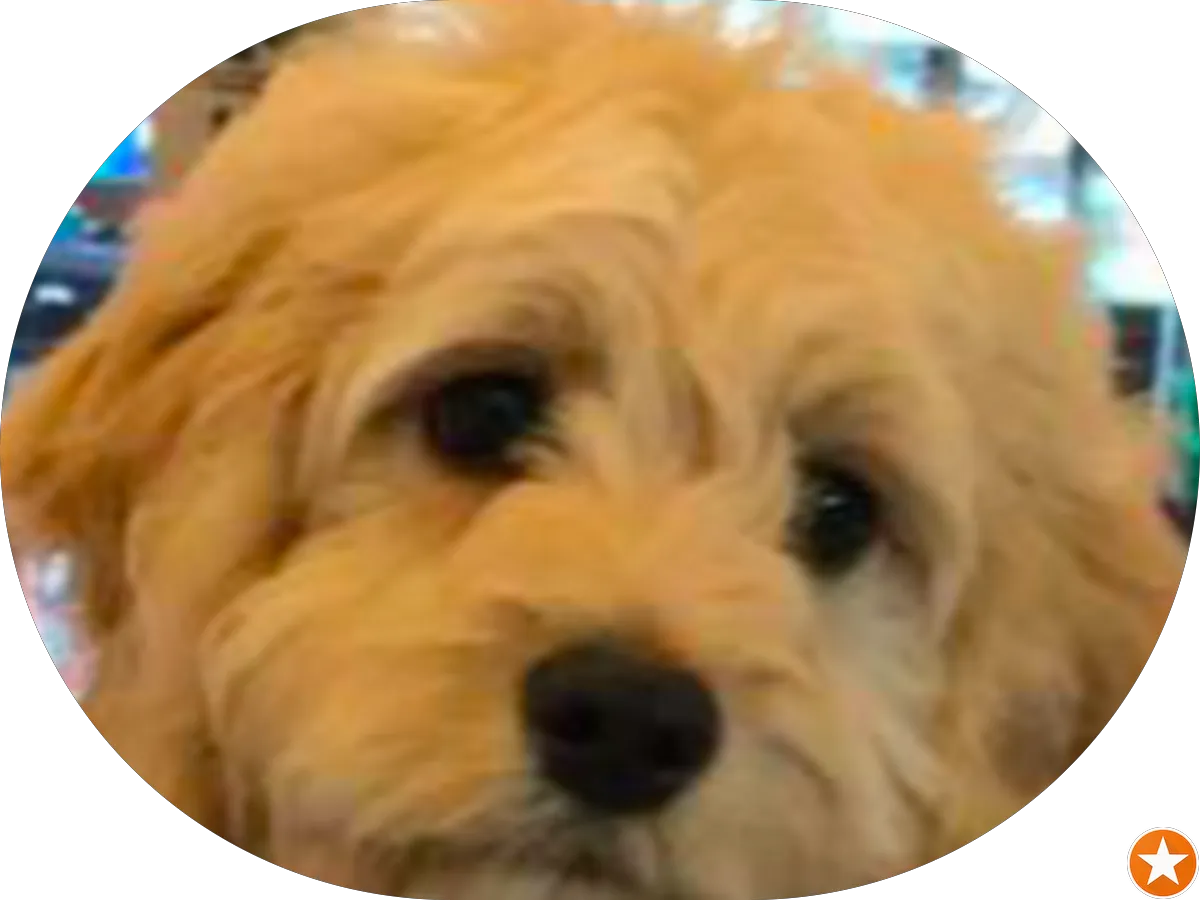 McGinnis Printing - DHL ServicePoint photo 3