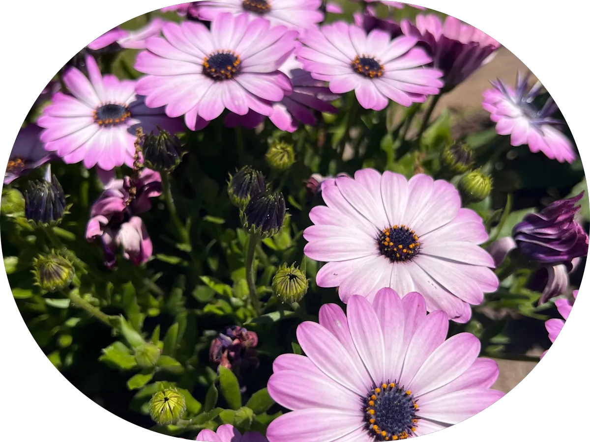 McGuckin Shatz & White, CPAs