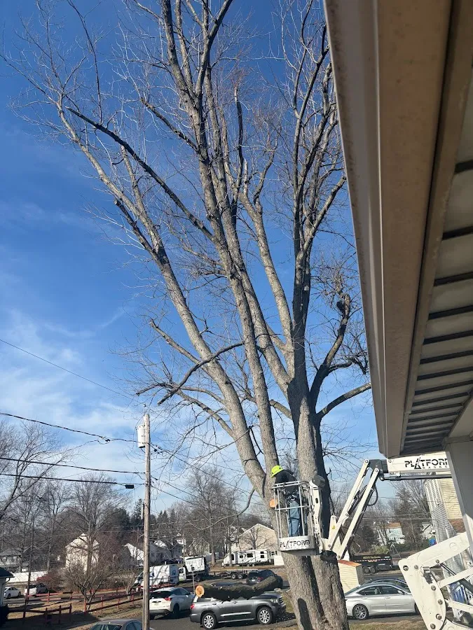 Melo's Tree Service photo 2