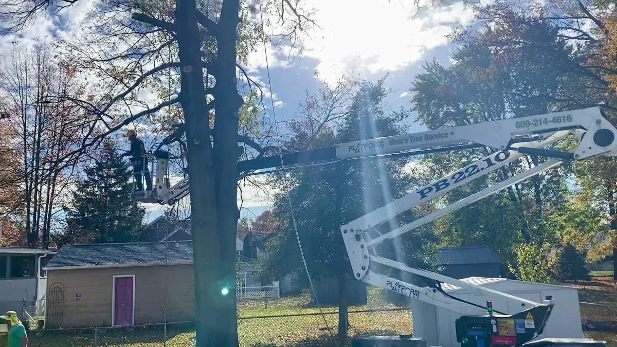 Melo's Tree Service photo 3