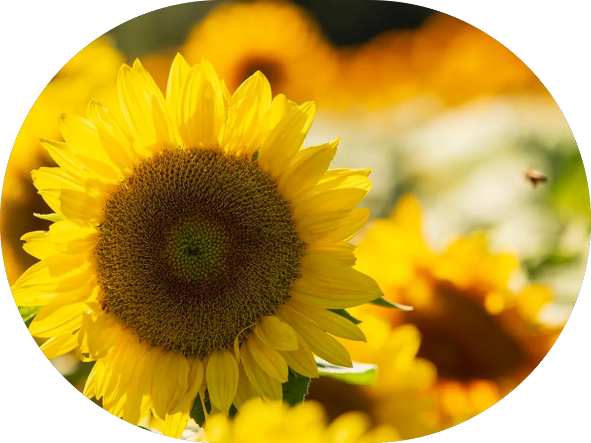 Michael Quashie at Comparion Insurance Agency photo 4