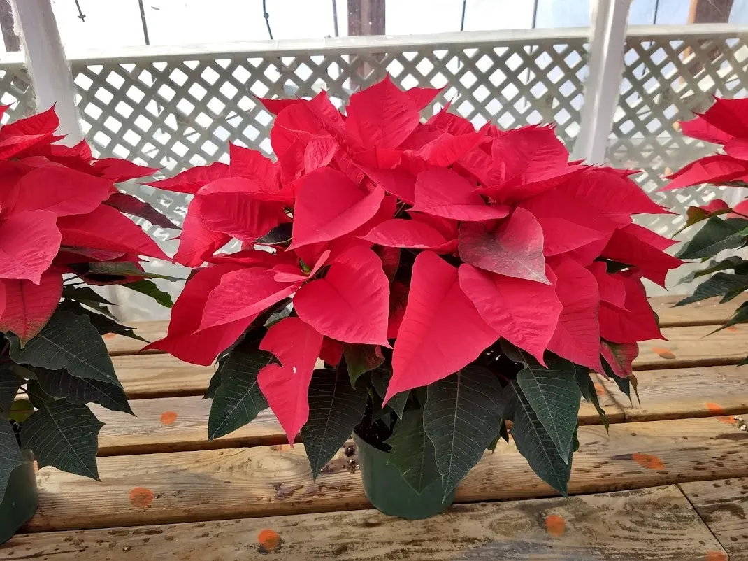 Michal's Greenhouse photo 2