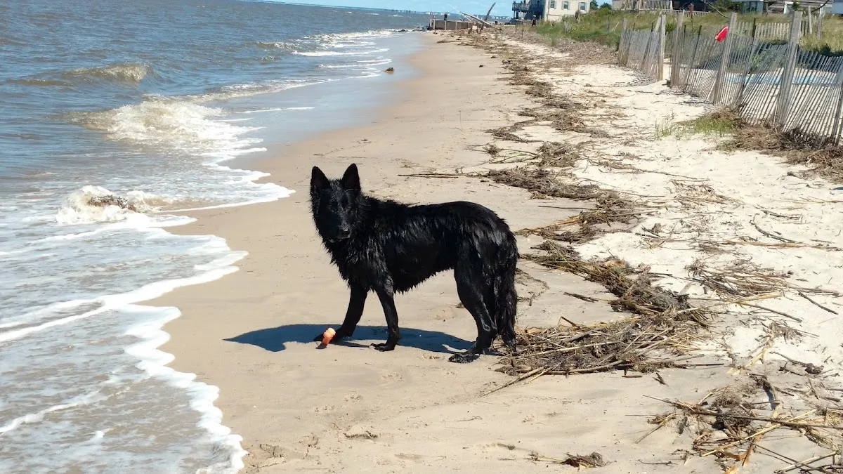 Michele's Country Suds Dog Spa