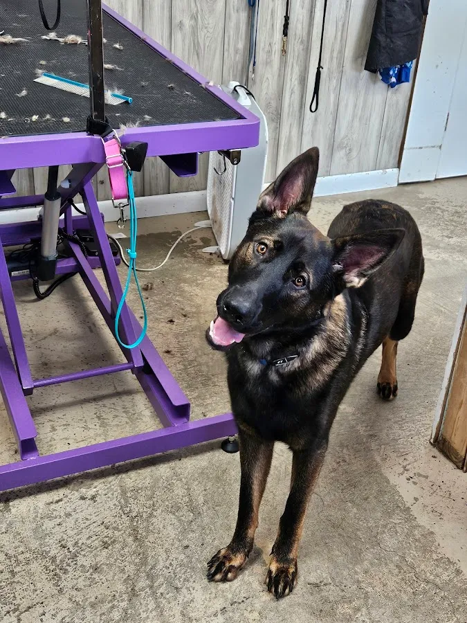 Michele's Country Suds Dog Spa photo 3