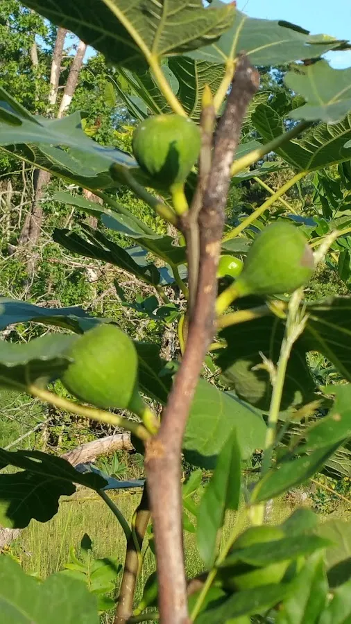 Middle Twp Recreation Department