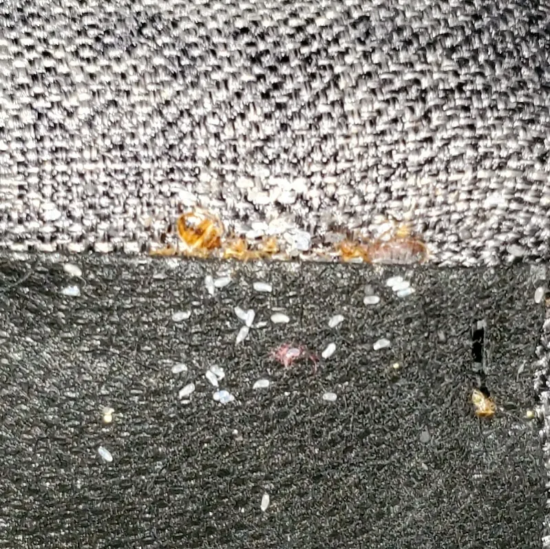 Mike the Bug Guy Pest Control photo 2