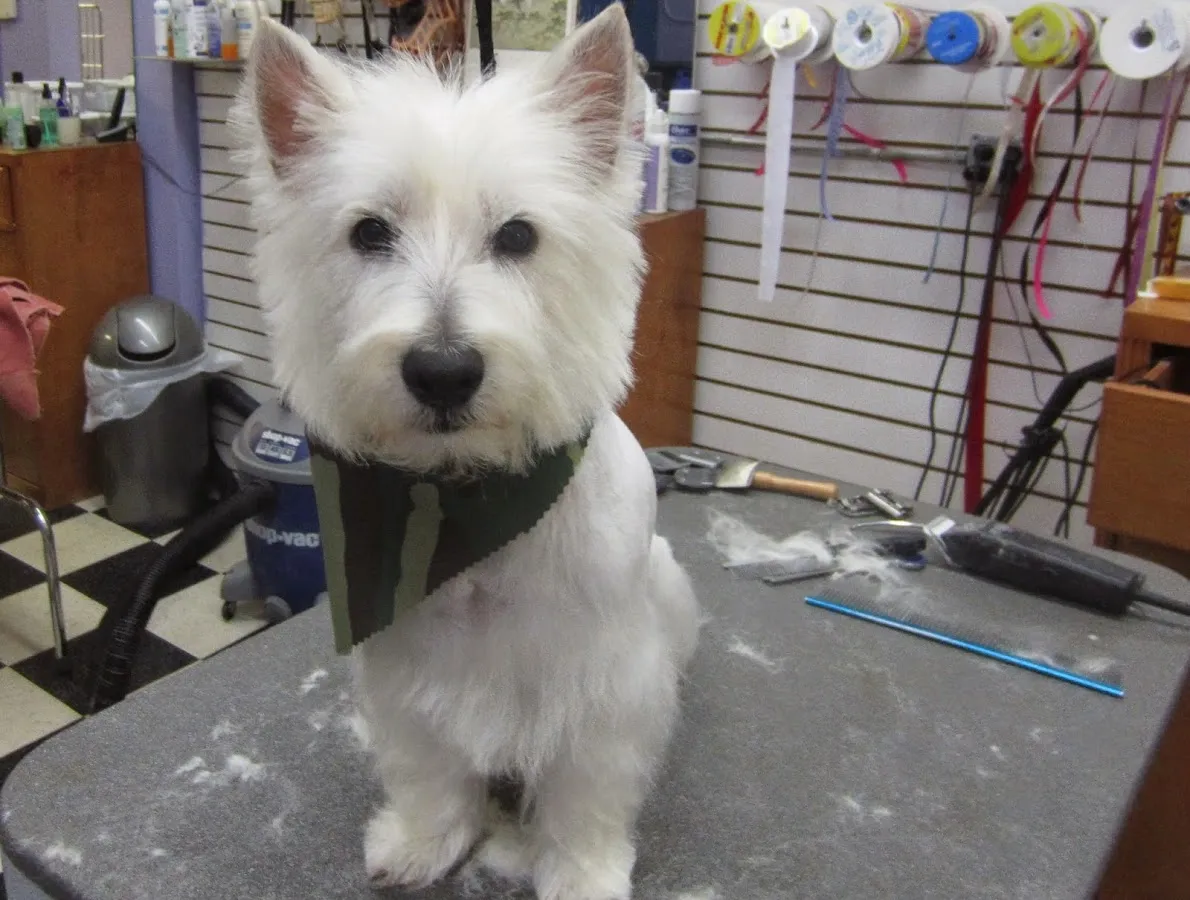 Mimi's VIP Pet Salon & Boutique photo 3