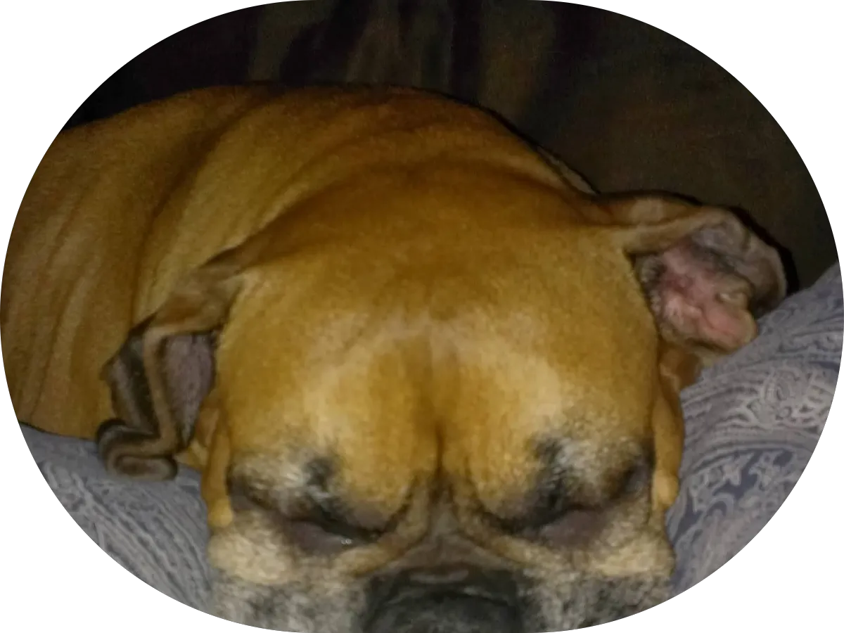 M&J Party Pros LLC photo 4