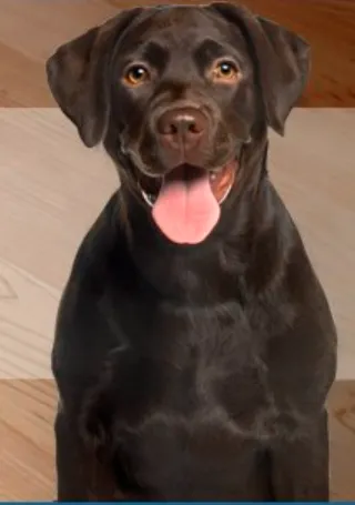 Mobile Pet Wash, Inc.