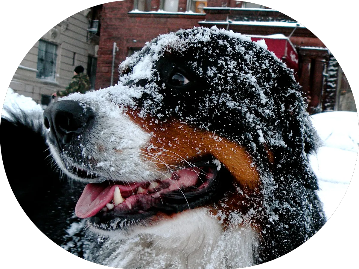 Moffatt Robert DVM photo 3