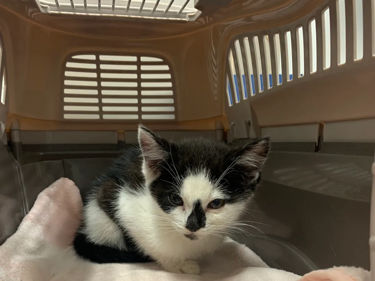 Moffatt Robert DVM photo 4