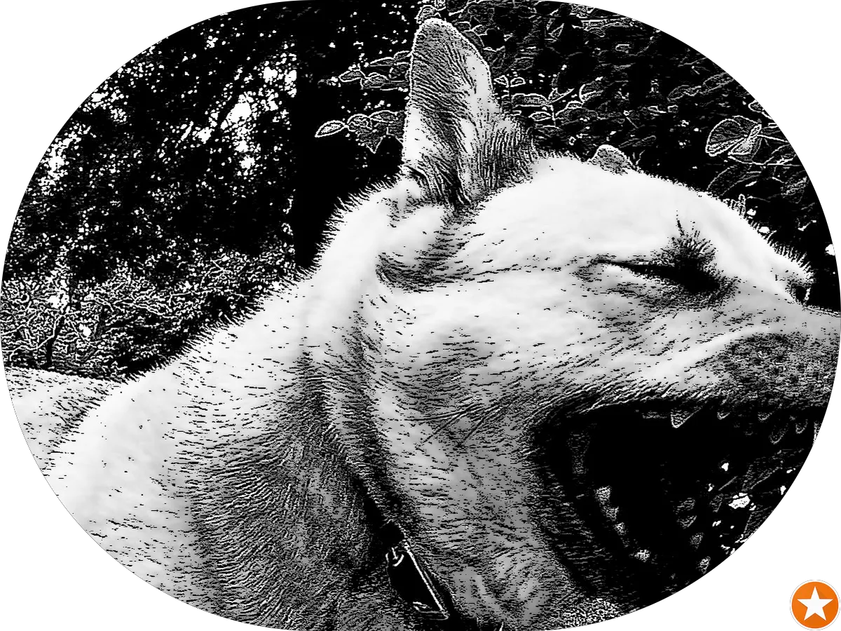 Mormile Robert a DDS