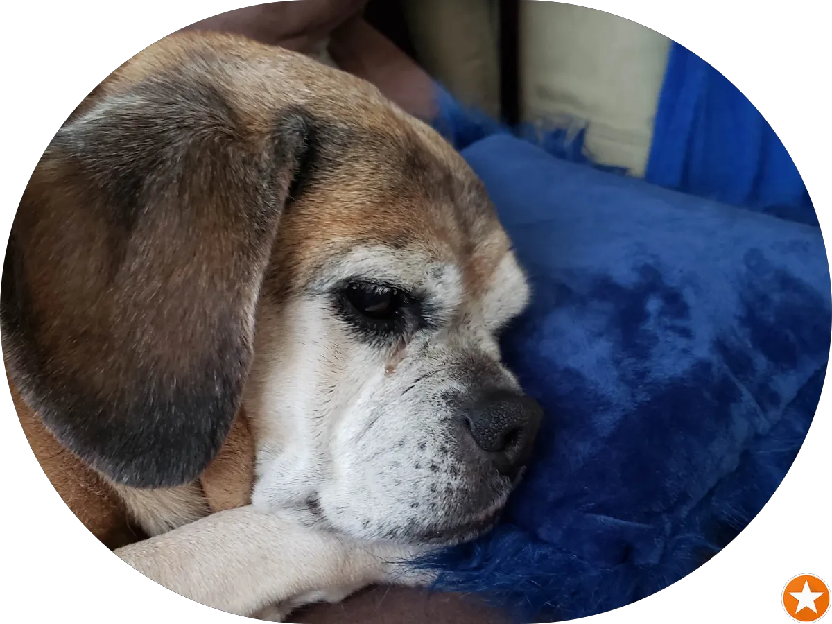 Morrone, Kaye & Yucha Orthodontics photo 4