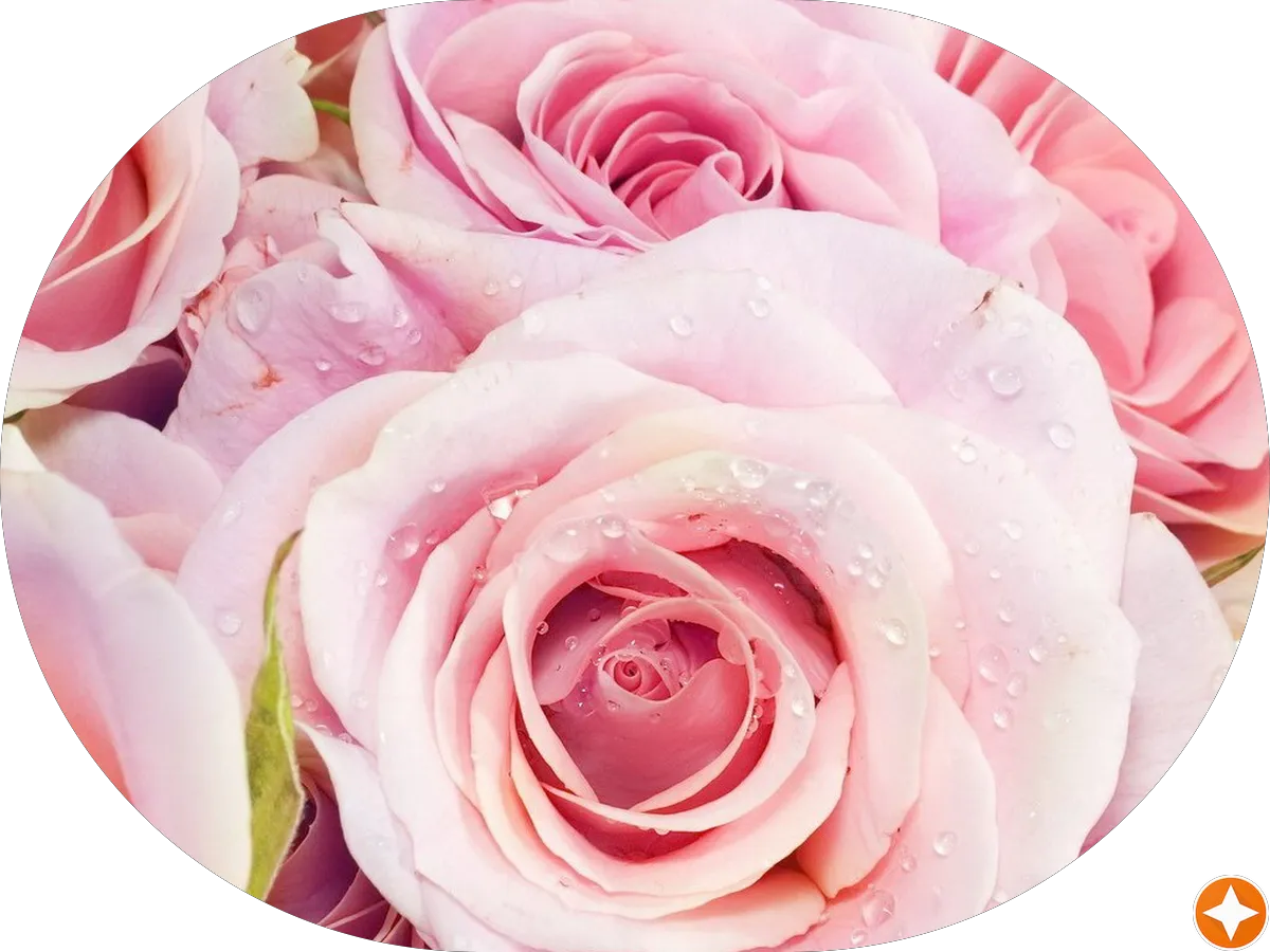 Morrone, Kaye & Yucha Orthodontics photo 5