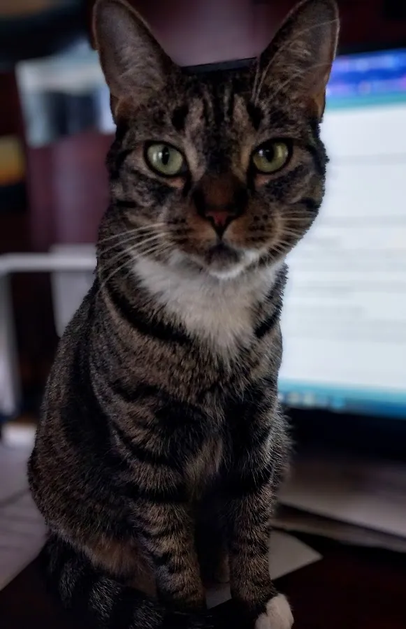 My Best Friends Animal Hospital