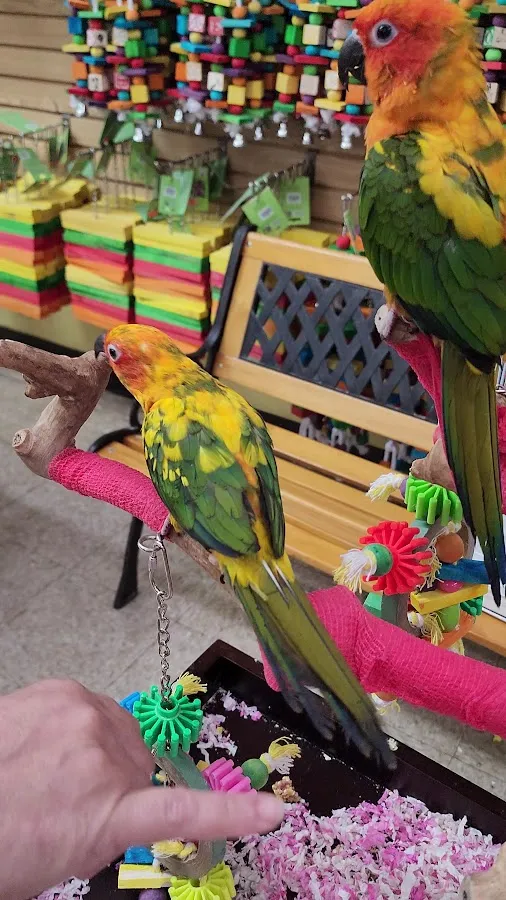 My Bird Store photo 3