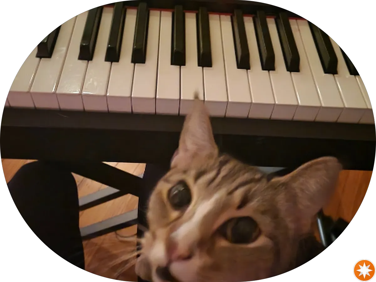 My Bird Store photo 5