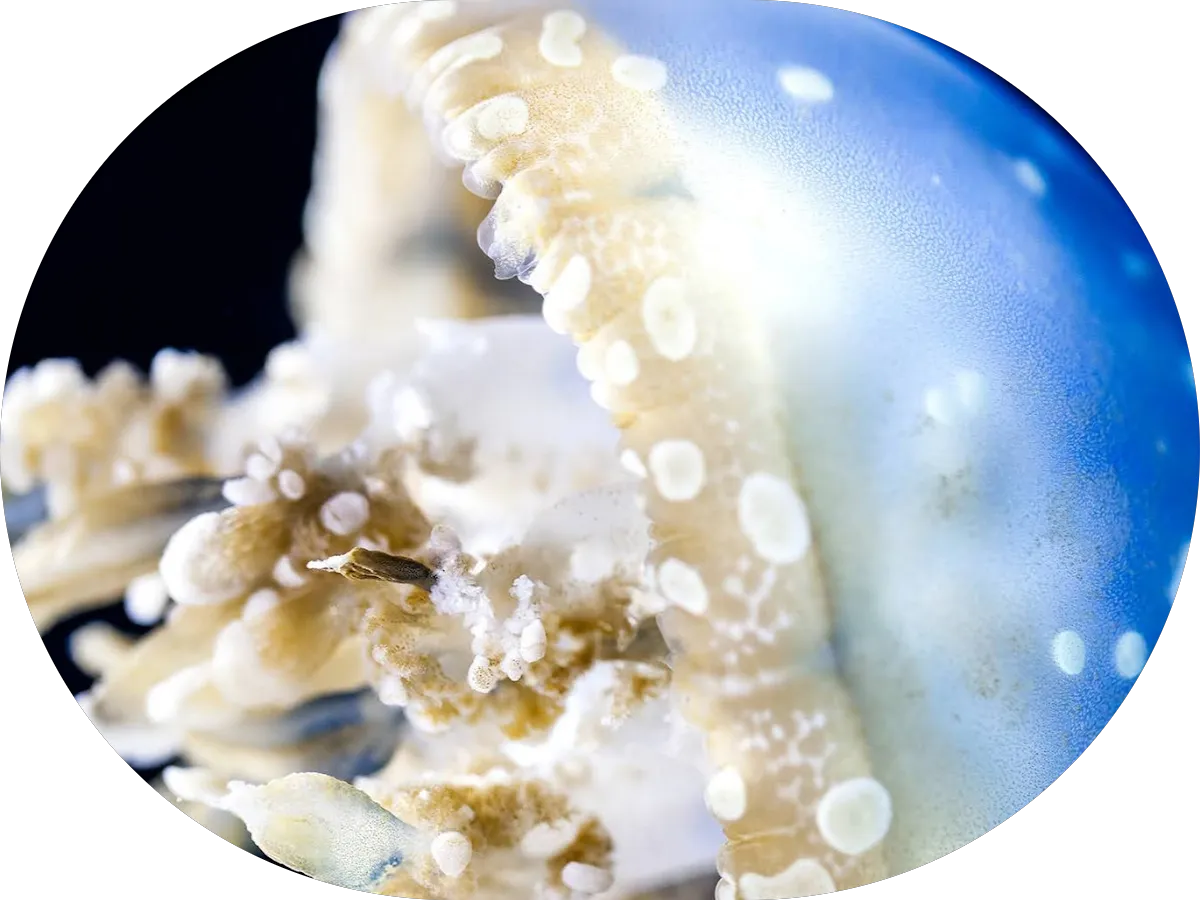 Natale Chiropractic & Wellness photo 5