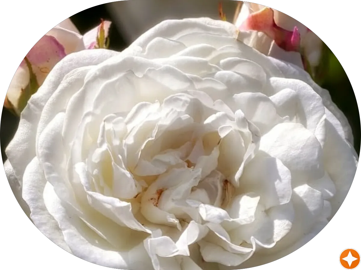 Nelson Chiropractic & Pilates Center Inc