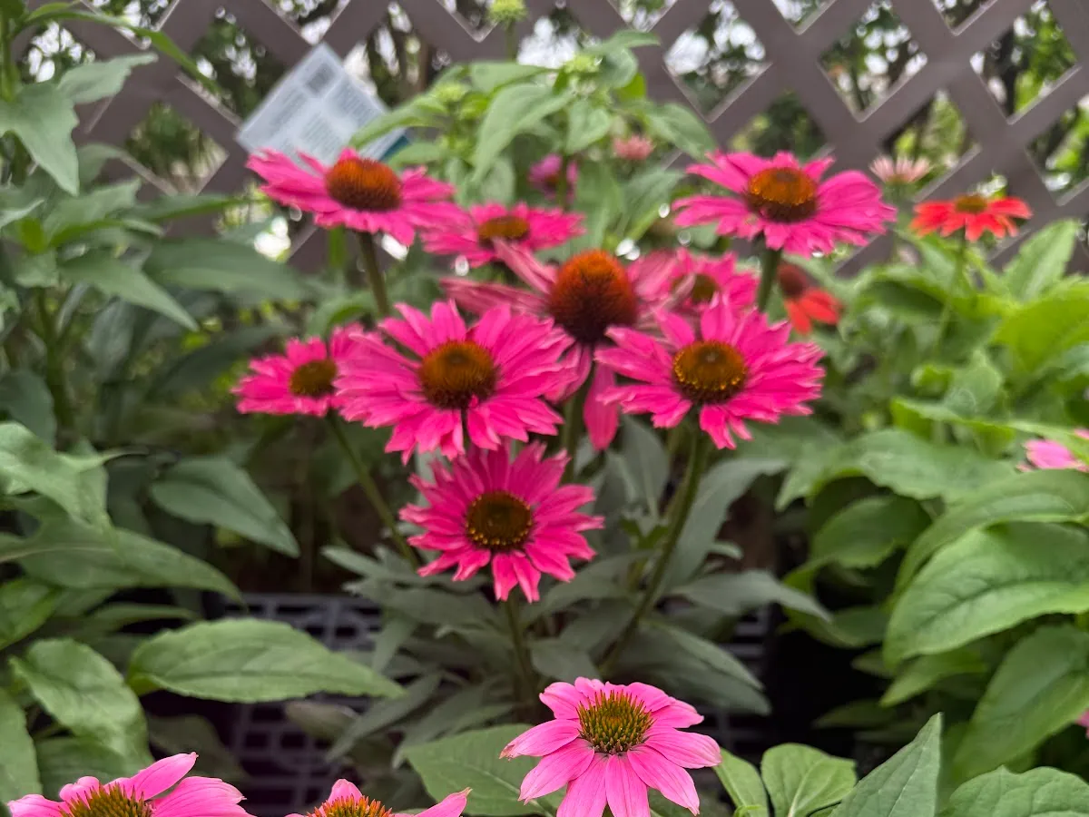 New Bridge Farm & Garden