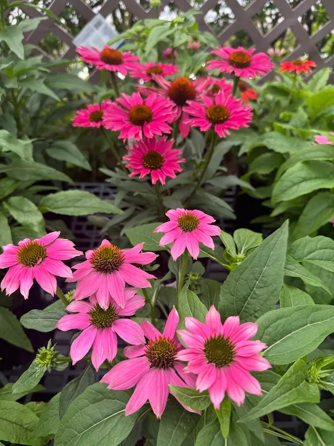 New Bridge Farm & Garden photo 2