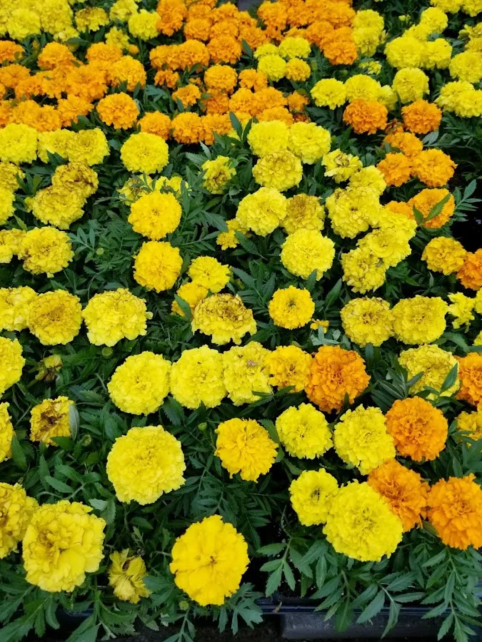 New Bridge Farm & Garden photo 3