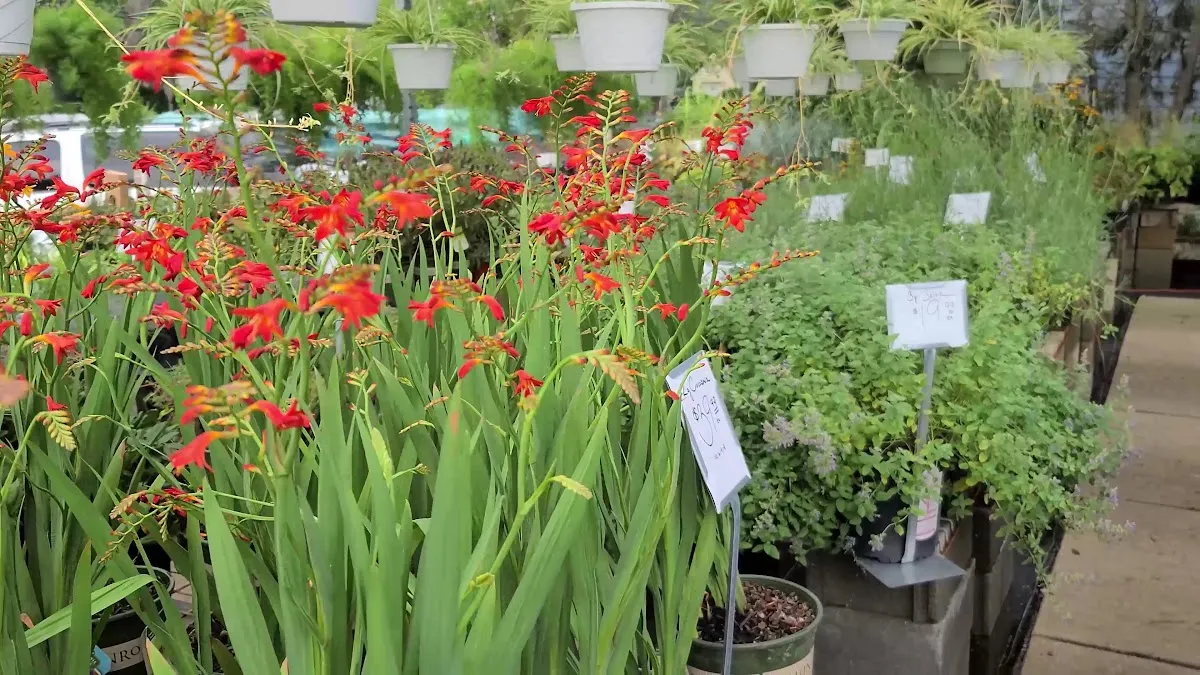 New Bridge Farm & Garden photo 4