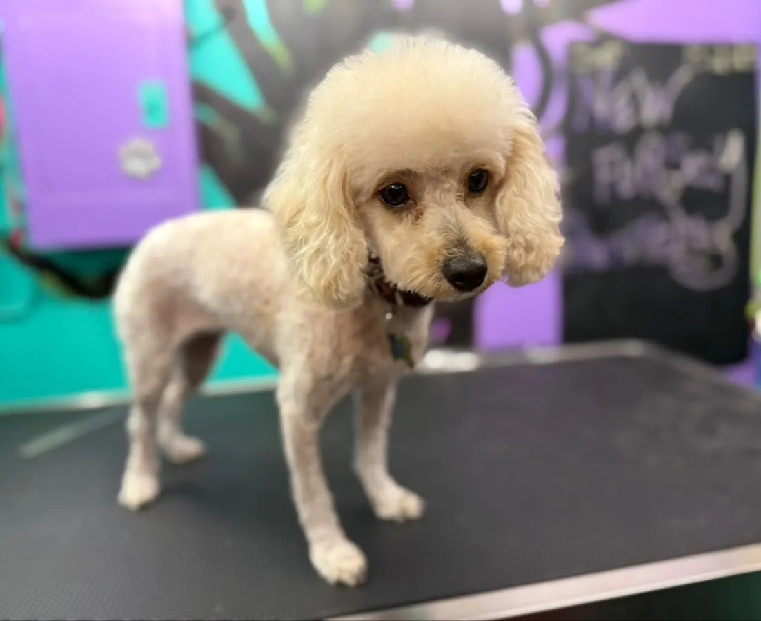 New Fursey Pawspitality