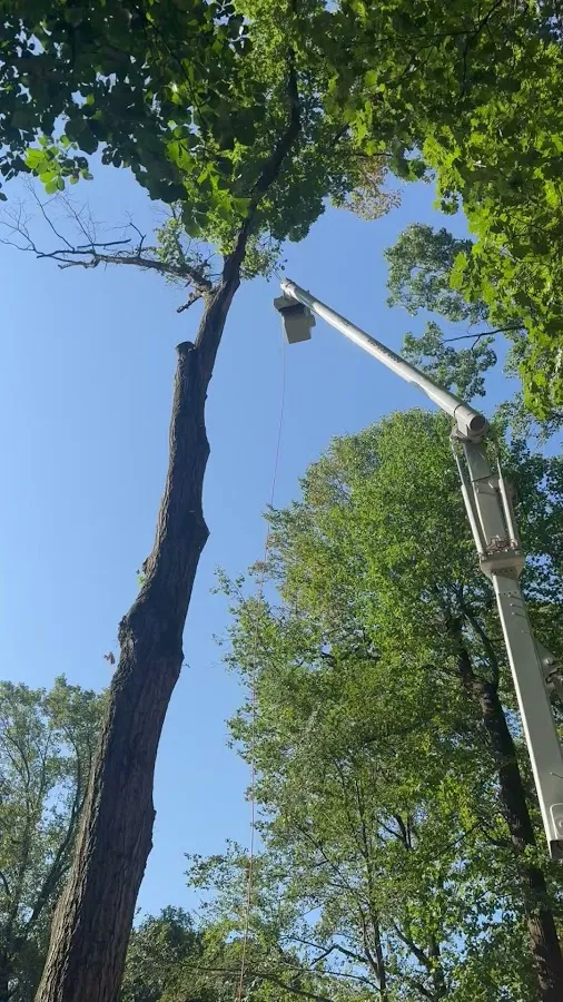 New Greentown Tree Service and Landscaping LLC photo 3