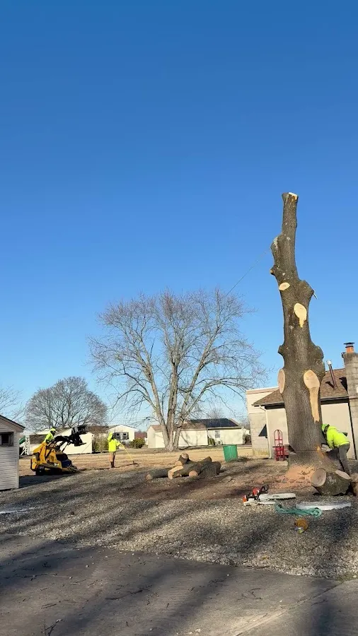 N&H Tree Service and Landscaping photo 4