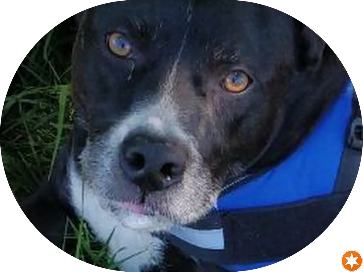 NJ Affordable Auto Sales photo 3