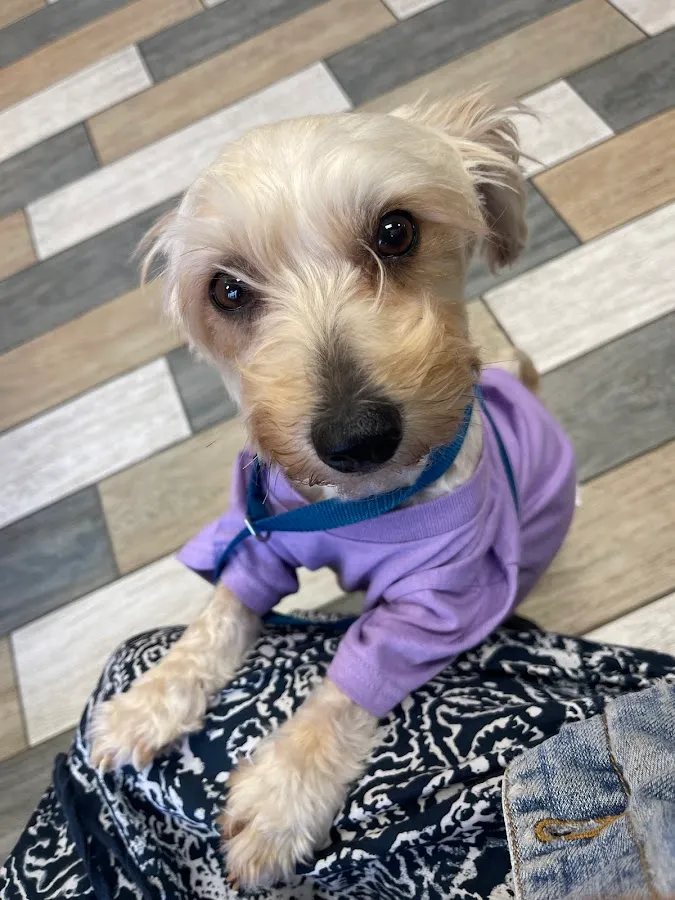 NorthStar VETS photo 2