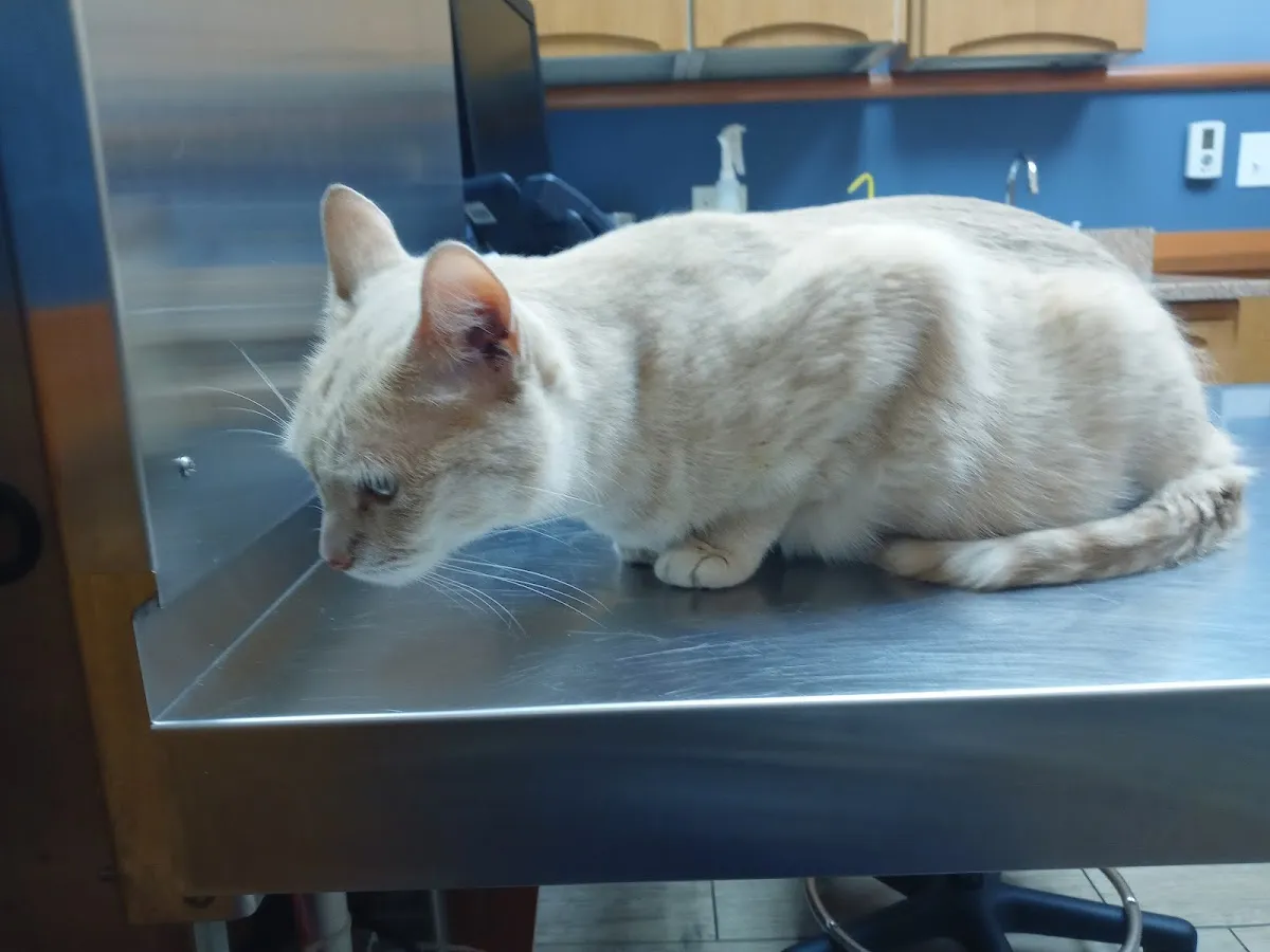 NorthStar VETS photo 3