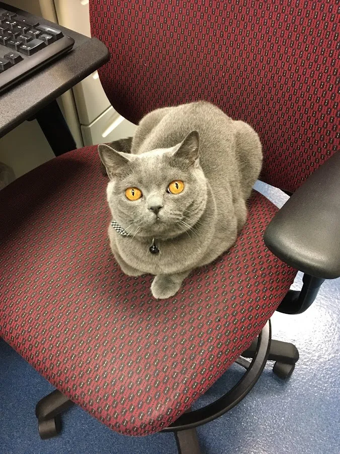 NorthStar VETS photo 4