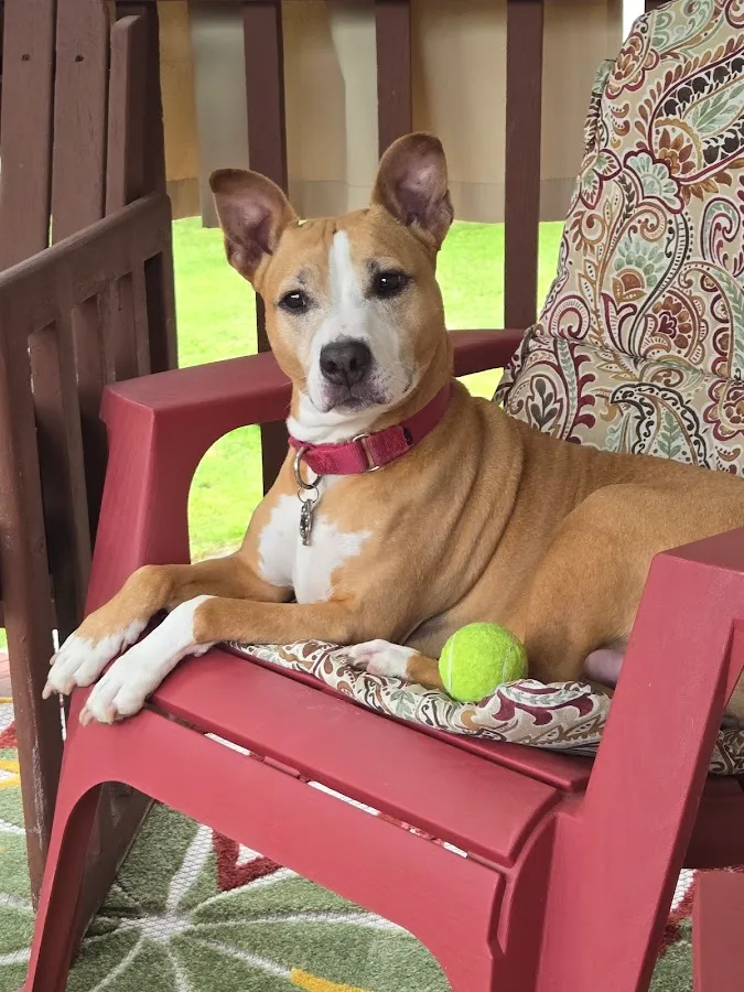 Nottingham Animal Hospital