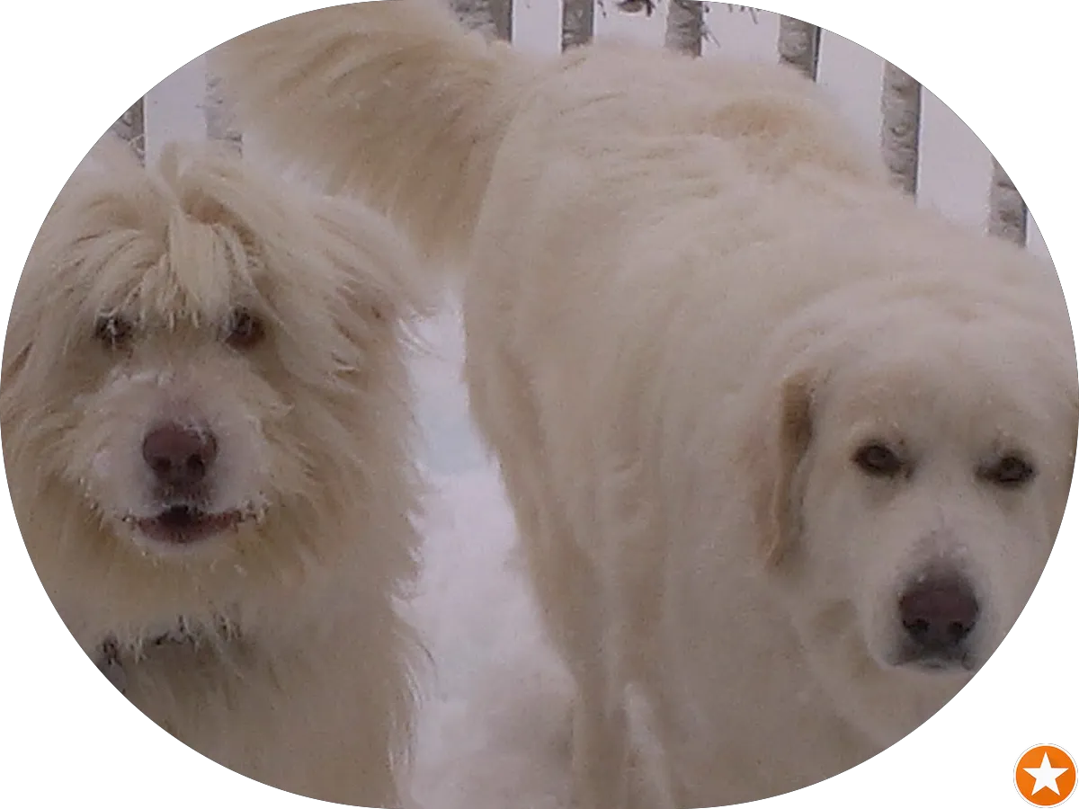 Nurture Pet Glassboro photo 4