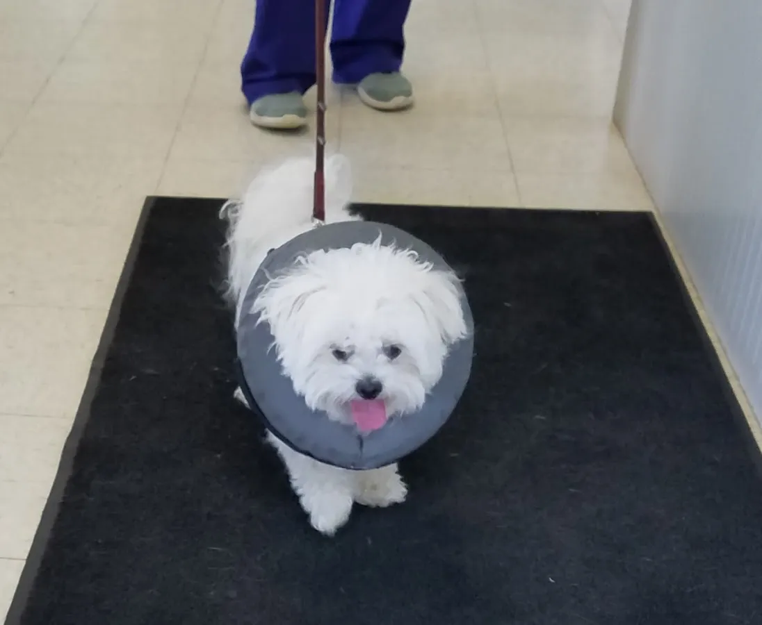 Oak Harbor Veterinary Hospital